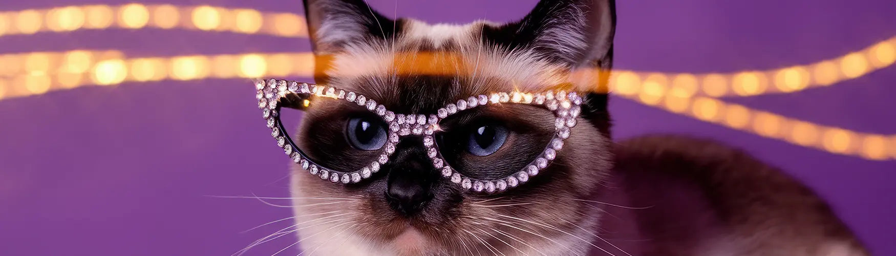 How to Add Rhinestones to Your Pet's Accessories