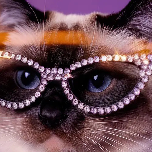 How to Add Rhinestones to Your Pet's Accessories
